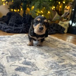 Blue - Black and tan male Dachshund puppy in Casper, Wyoming from Daisy's Doxies & Doodles