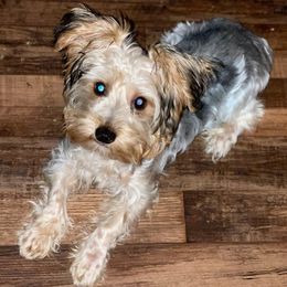 Yorkipoos and Yorkshire Terriers from Perfectly imperfect