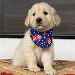 Light Blue Boy - Golden male Golden Retriever puppy in Silver Lake, Indiana from Seven Hills Goldens