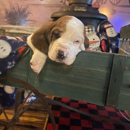 Leroy- black collar - Basset Hound puppy in Herrin, Illinois from Handsome Hound Bassets