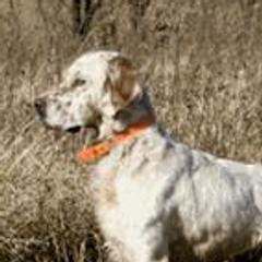 English Setters from Classic Setters