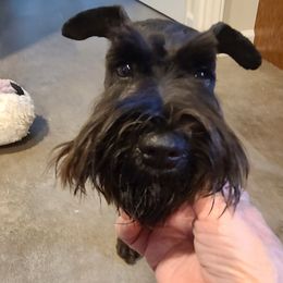 Miniature Schnauzer puppies from Maxwell House Schnauzers