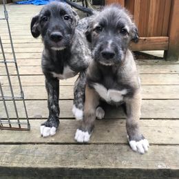 Irish Wolfhound Puppies from Salish Irish Wolfhounds