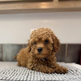 Scone-silver - Red male Cavapoo puppy in Tolono, Illinois from The Golden Rule Doodles