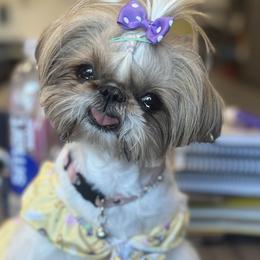 Shih Tzus from House of Zen Shihtzus