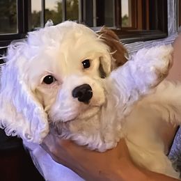 CINNAMON ROLL - Blenheim male Cavapoo puppy in Lexington, Kentucky from Callaway's Cavaliers