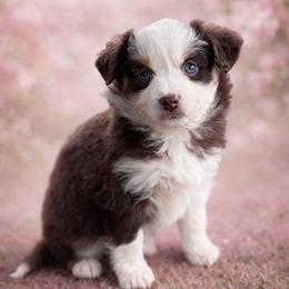 Bell - Red tri female Toy Australian Shepherd puppy in Riverton, Utah from Iron Spirit Homestead & Aussies