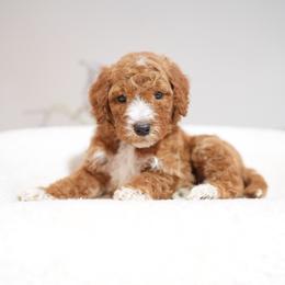 Lime collar - Red  male Goldendoodle puppy in Spokane, Washington from Doodle Love