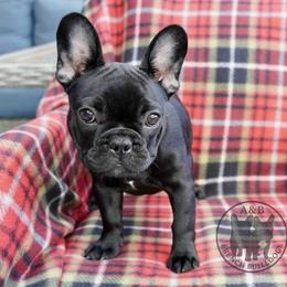 French Bulldog Puppies from A & B French Bulldogs