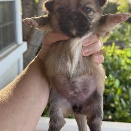 Pekingese Puppies from Northridge Pekingese