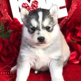Pomsky Puppies from Kaelel Kennels