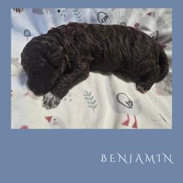 Boy 2 - Brown male Lagotto Romagnolo puppy in Salida, California from Harper's Lagotti