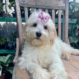 Meadow with training - Red and white female Cockapoo puppy in Boonville, North Carolina from Doods & Dolls