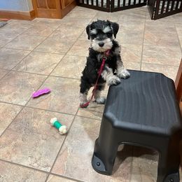 Miniature Schnauzer Puppies from A'Lord Miniature Schnauzer