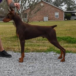 Knox - Red and rust male Doberman Pinscher puppy in Lafayette, Louisiana from Indah Lux Dobermans