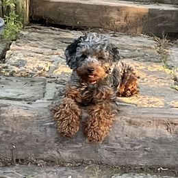 Lela - Cockapoo
