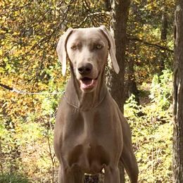 Weimaraners from Apex Weimaraners