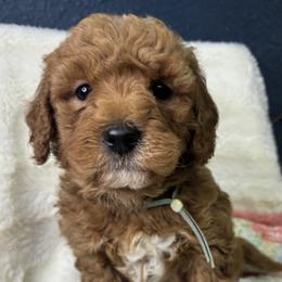 Blueberry - Red  male Goldendoodle puppy in Cleveland, Georgia from The O.G. Doodles