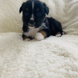 Australian Shepherd Puppies from Australian Shepherds of Rising Moon Acres