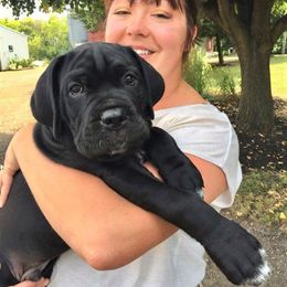 Cane Corso Puppies from Redhawke Cane Corso
