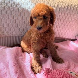 Purple Color Girl - Red  female Goldendoodle puppy in Loma Rica, California from BloomingPuppies