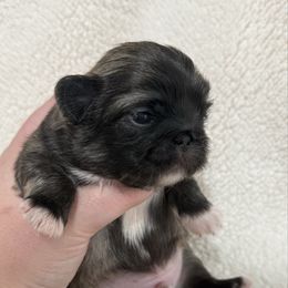 Boy 2 - Fawn male Pekingese puppy in Clinton, Tennessee from Gracelands Pekingese