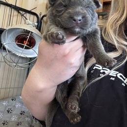 Olivia - Blue female German Shepherd puppy in Watervliet, Michigan from M&M Shepherd Farms