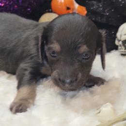 Dachshund Puppies from CLARK'S BREEDING PROGRAM