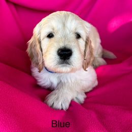 Goldendoodle Puppies from Goodyear golden doodles