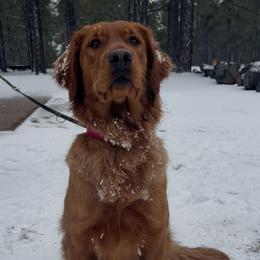 Annie - Golden Retriever