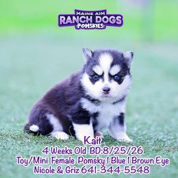 Kait - Black and white female Pomsky puppy in Humeston, Iowa from M.A.R. Dogs
