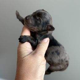 Boy 7 - male Goldendoodle puppy in Marion, Ohio from Doodles & Doxies