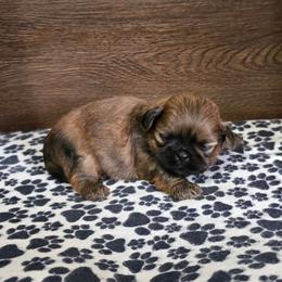 Min Boy - Sable male Shih Tzu puppy in Meadows Of Dan, Virginia from Walt’s Shih Tzus