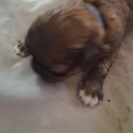 Boy 3 - Chocolate male Shih Tzu puppy in Lake Worth, Florida from Shih Tzu Cottage