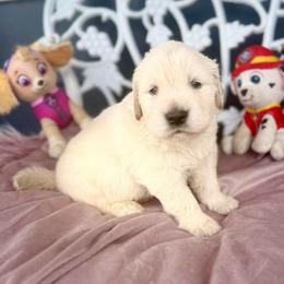 Rubble - Light golden male Golden Retriever puppy in Oregon from Bliss Retrievers