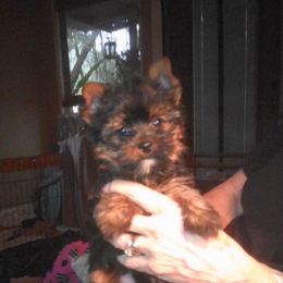 Yorkshire Terrier Puppies from Island lake Yorkies