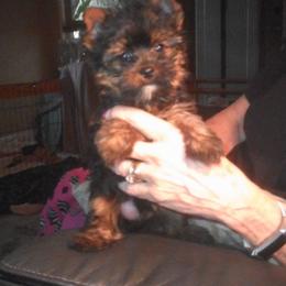 Yorkshire Terrier Puppies from Island lake Yorkies