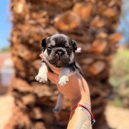 Pink - Black and tan female French Bulldog puppy in Avondale, Arizona from BigDiamondFrenchies