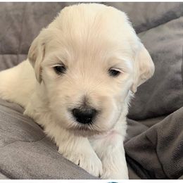Boy 1 - Goldendoodle puppy in Blaine, Minnesota from The Golden Roo