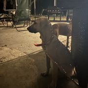 Black Mouth Cur Puppies from Tightline