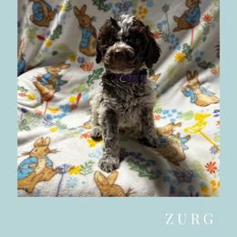 Boy 2 - Brown roan male Lagotto Romagnolo puppy in Salida, California from Harper's Lagotti
