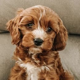 Cavapoos from Indie Boo’s mini Cavapoos