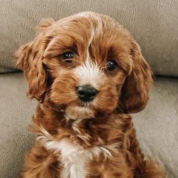 Cavapoos from Indie Boo’s mini Cavapoos