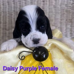 Purple collar - Black and white female Cocker Spaniel puppy in Bonsall, California from CuttinBlue Farms
