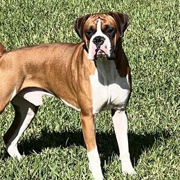 Huxley - Boxer