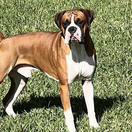 Huxley - Boxer