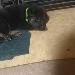 Green collar boy - Bi-color male German Shepherd puppy in Centralia, Illinois from Janices AKC German Sheperds LLC
