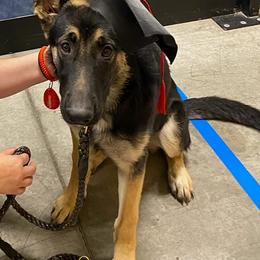 German Shepherds from Northern Shepards