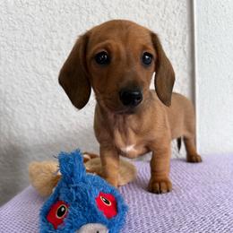 Button - Red female Dachshund puppy in Palm Bay, Florida from Anastasia’s Royal Weenies
