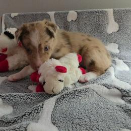 Dang - Red merle male Border Collie puppy in Tiskilwa, Illinois from First Harmony Farms